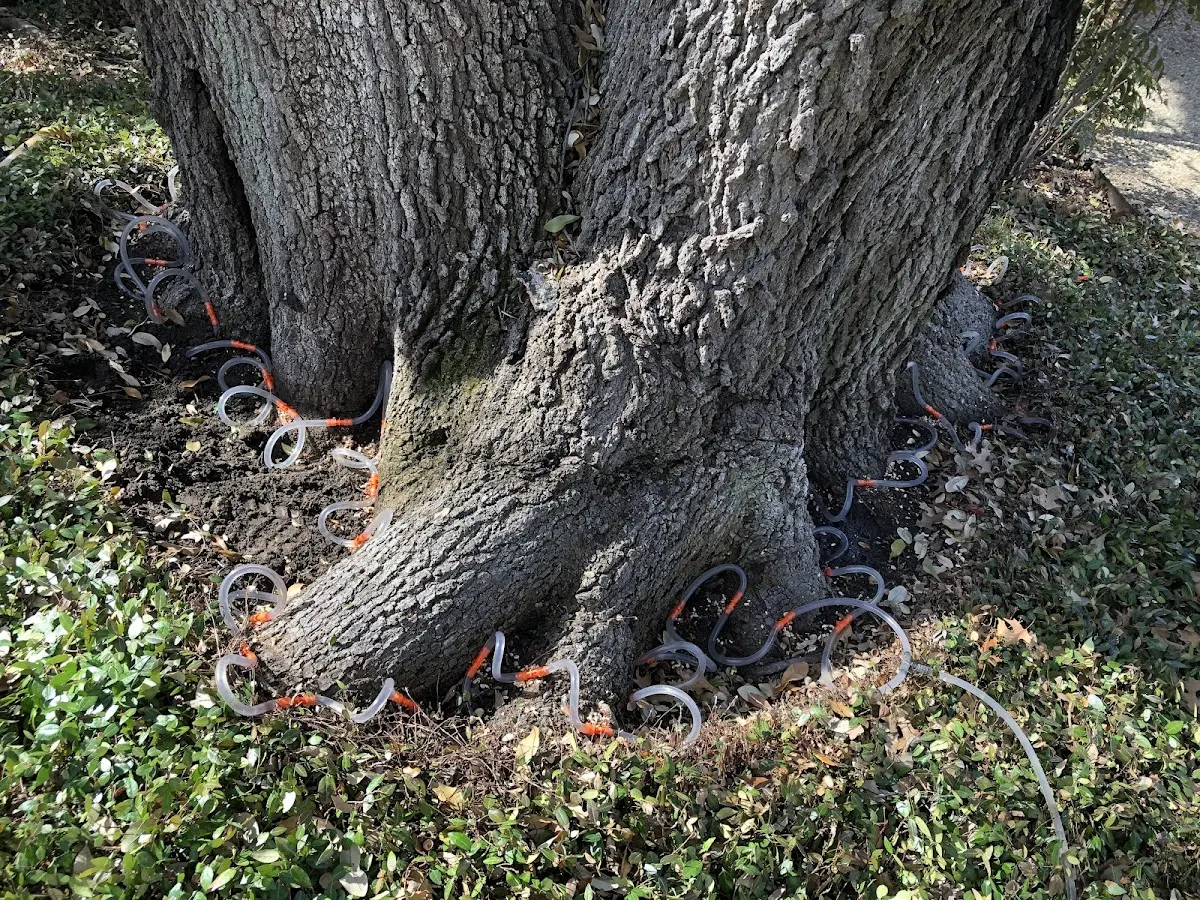 Detailed Tree Cabling and Bracing job site in Elk Rapids