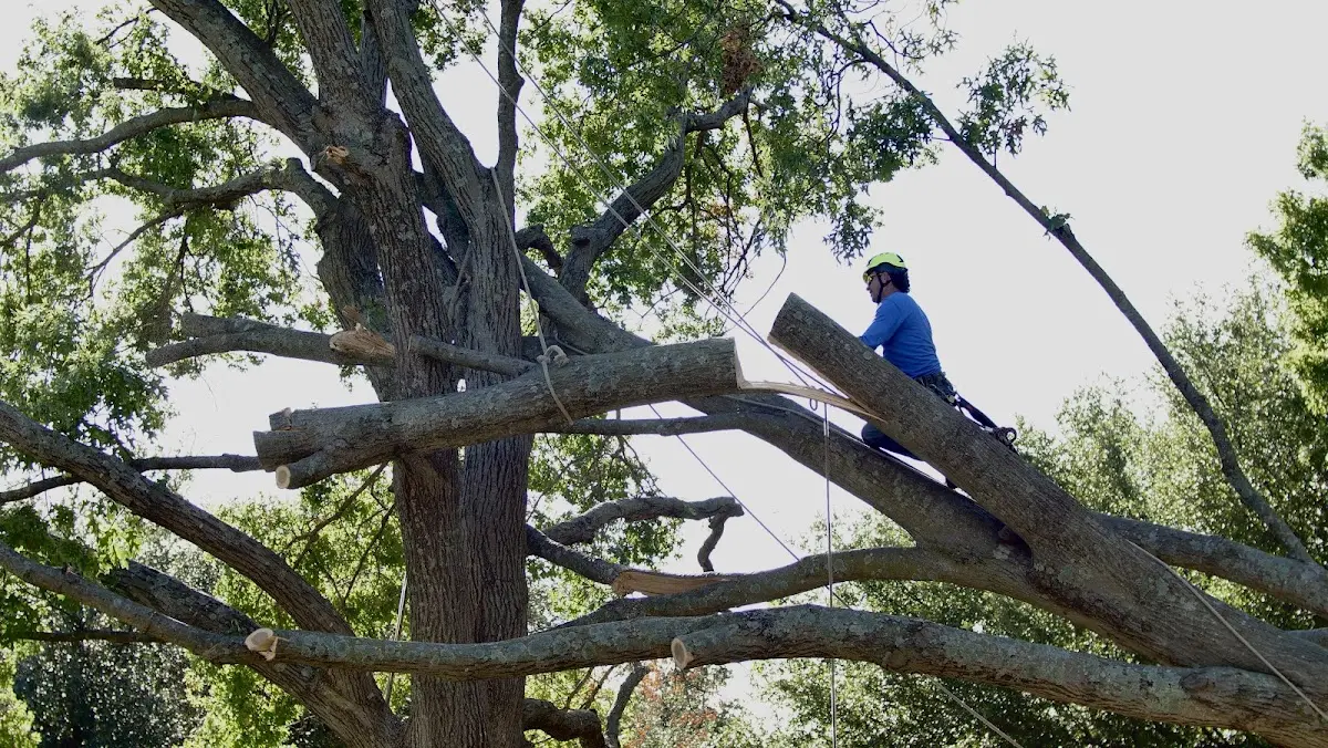 Professional Crown Thinning performed by certified arborists in Elk Rapids