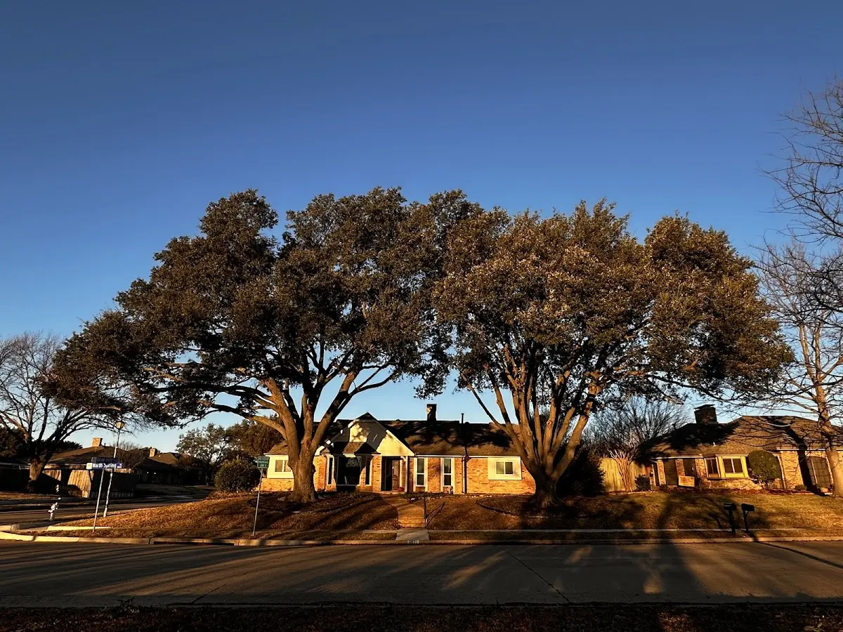 Established residential canopy tree shading a home in Elk Rapids